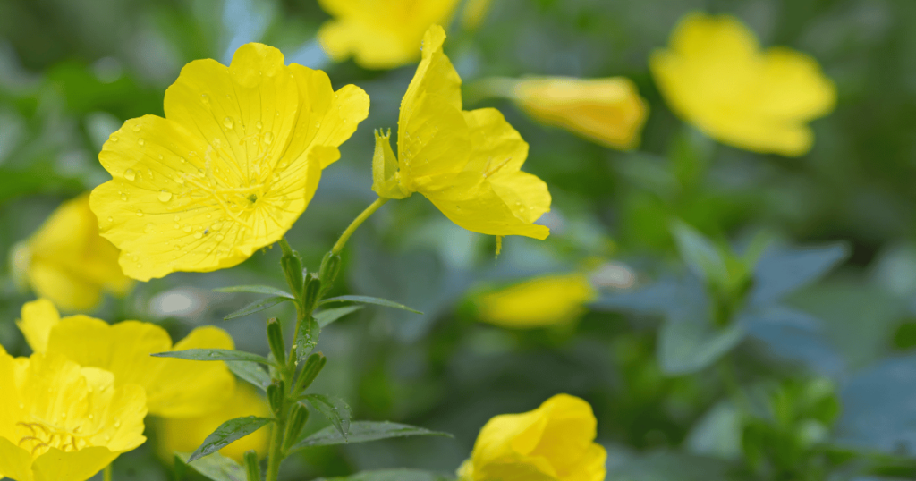 Avis Hemosan - ingrédient naturel plante Souci offcinal (Oenothera biennis)