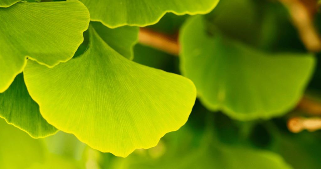 Avis Ginkor Fort contre les hémorroïdes - ingrédient feuilles de Ginkgo Biloba