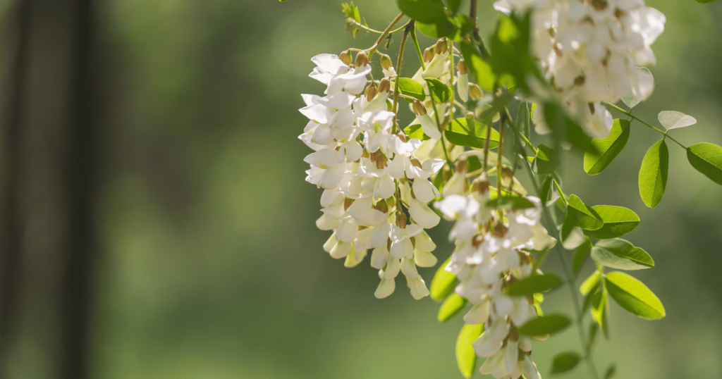 Avis Ginkor Fort contre les hémorroïdes - ingrédient sophora du Japon